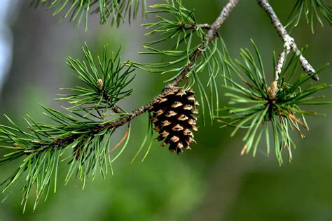 Growing Pine Trees From Seed – Mother Earth News