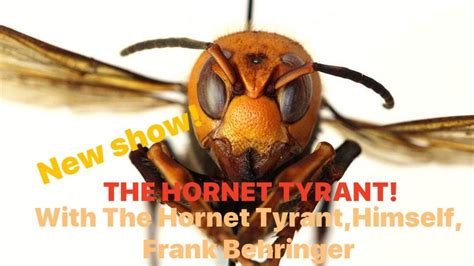 THE HORNET TYRANT🐝"MASSIVE Murder Hornet Infestation in Barn!!" (The Hornet King Satire) COMEDY ...