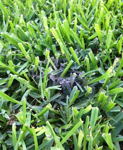 Black or Sooty Mold in Turf - Soils Alive