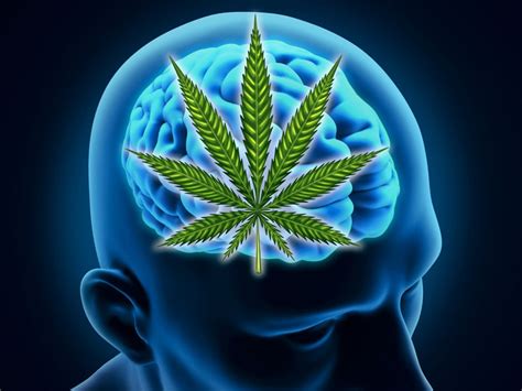 Cannabis Harms Brain, Imaging Shows