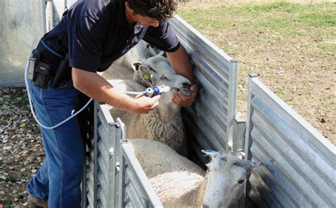 Cydectin For Goats: Worming Goats With Cydectin