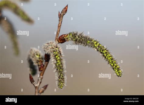 Blooming Willow, Salix Stock Photo - Alamy