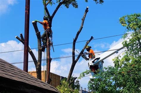 Arborist Jobs & Careers – The Real Tree Masters Inc