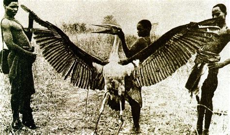 Could this photo of a Maribu Stork be the source for all the supposed photos of a "Thunderbird ...