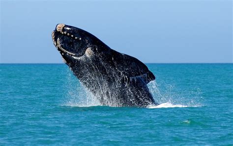 Marine Species in Port Elizabeth, Algoa Bay