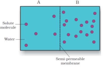 Two chambers, A and B, containing solutions are separated by a semipermeable membrane.a Solution ...