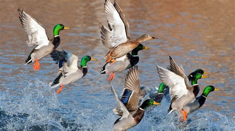 Duck Hunting Desktop Wallpapers - Top Free Duck Hunting Desktop Backgrounds - WallpaperAccess