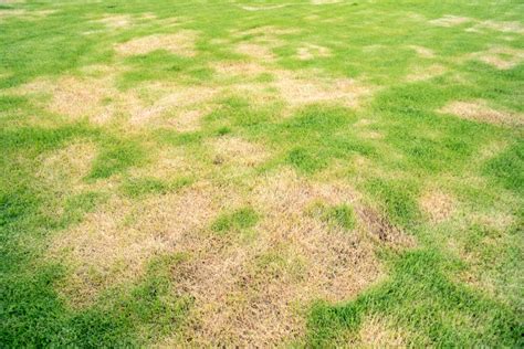 How to Repair A Damaged Lawn?