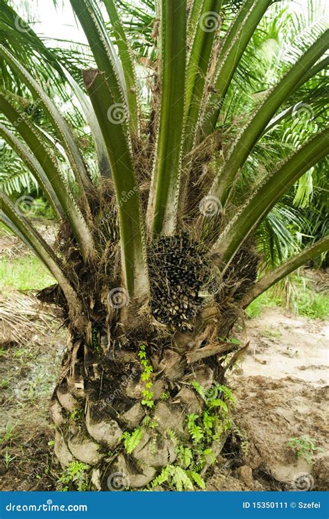 Palm Oil Plantation stock image. Image of leaf, growth - 15350111