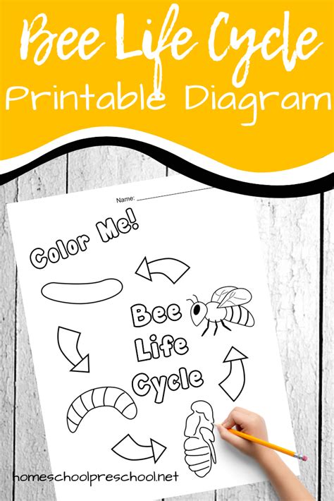 Printable Bee Life Cycle Worksheet