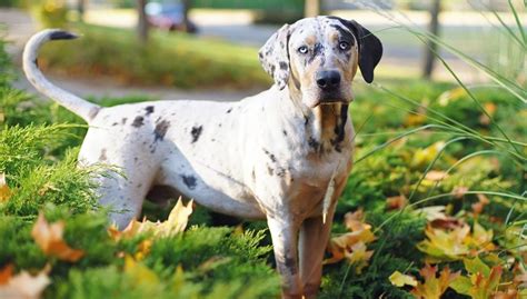 Catahoula Leopard Dog Breed Information, Photos, History and Care