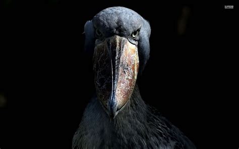 Shoebill Stork Wallpapers - Wallpaper Cave