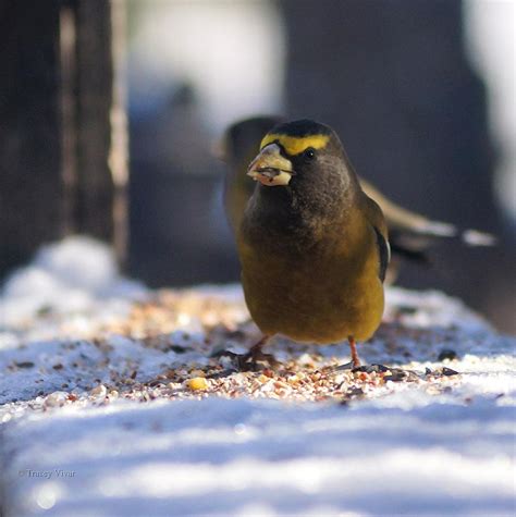 Male Evening Grosbeak Photograph by Tracey Vivar - Fine Art America