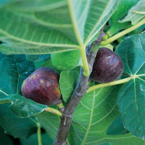 List 101+ Pictures Images Of Figs Tree Updated