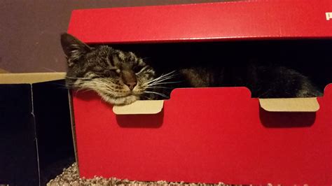 Cat in a shoebox?