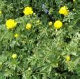 Trollius Europaeus-Hybride 'Canary Bird', Trollblume