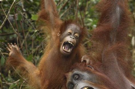 Orang-utans share a joke in Indonesia - Mirror Online