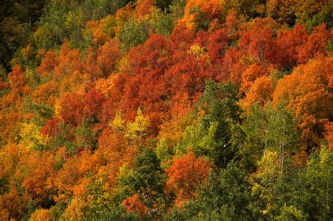 Utah Fall Colors 2012 | Clint Losee Photography