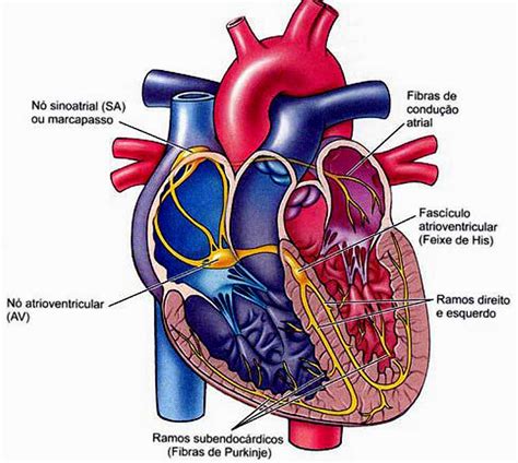 nancy-yarely - SISTEMA CARDIOVASCULAR