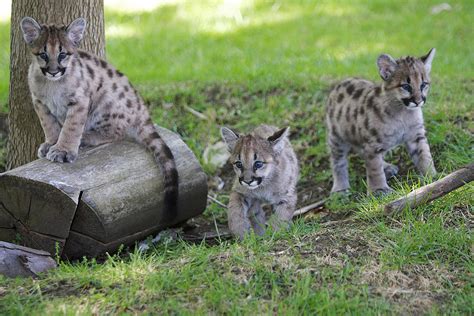 Adorable Mountain Lion Cubs Take Over Colorado Backyard