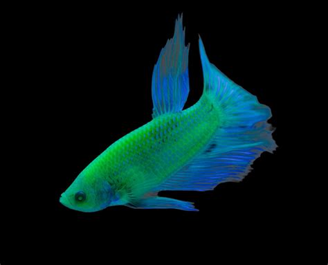 GloFish Introduces Bettas to Fluorescent Fish Offerings | AMAZONAS Magazine