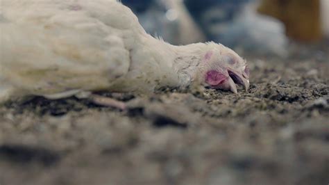 Do Chickens Feel Pain, Fear or Emotions? | VFC