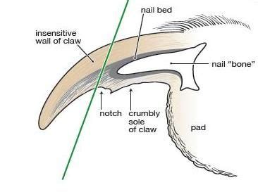 Toenails… Every Dog Has Them - Highland, Indiana