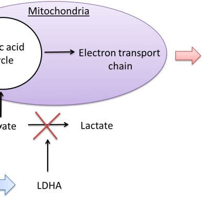 Lactate dehydrogenase (LDH) homo-and tetramer formation. The LDH... | Download Scientific Diagram