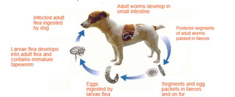 56 Best of How Do You Treat Pinworms In Dogs - insectza