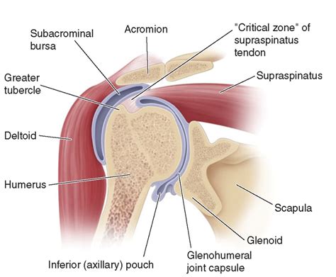 SHOULDER BURSITIS & EVENING PAIN | Pogo Physio