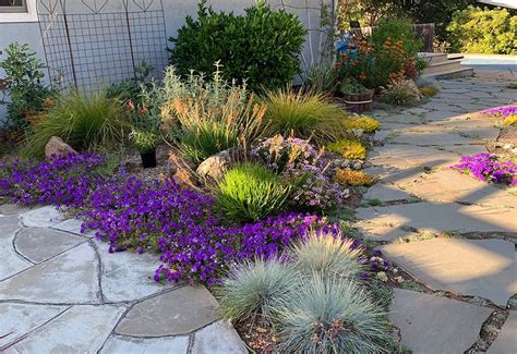 Lawn replaced with California natives and low-care plants - Dig Your Garden Landscape Design in ...