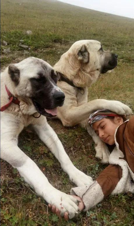 a woman laying on the ground next to two dogs