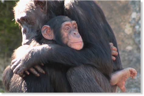 Study on chimpanzee behavior reveals defining element of friendship is trust -- Science of the ...