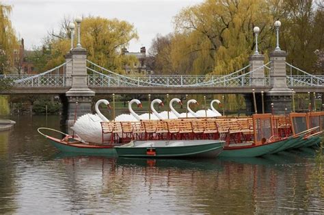 The Swan Boats in Boston's Public Garden. | Boston common, Boston ...