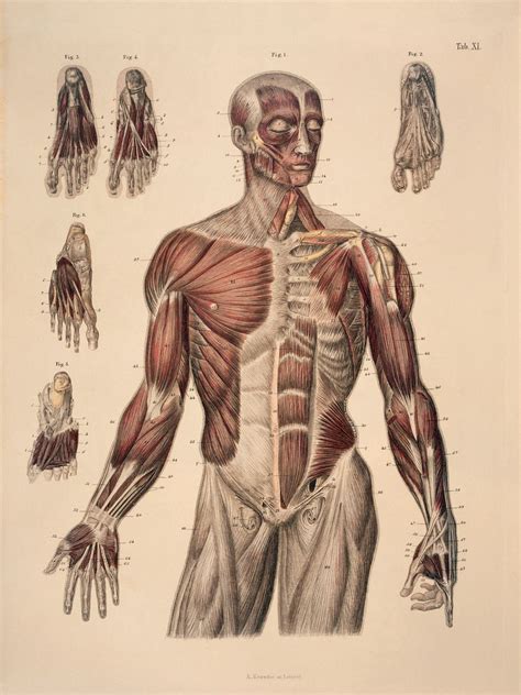 muscle anatomy drawing - Google keresés | Human anatomy art, Human anatomy drawing, Anatomy art