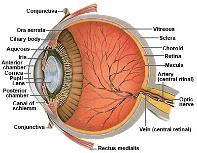 Anatomy Of The Eye Sclera - ANATOMY