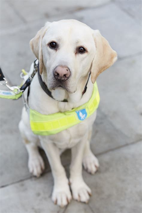 How Long Do Guide Dogs Work