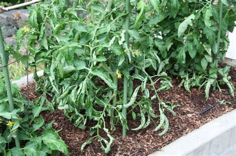 The Messy Gardener: Curling Tomato Leaves