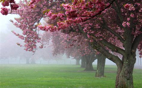 Nature, Landscape, Cherry Trees, Mist, Pink, Flowers, Spring, Sunrise ...