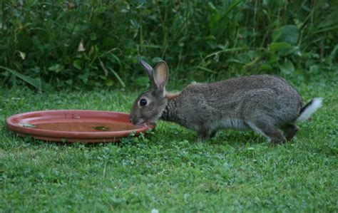 Best Information About Rabbit Water( water Bowl and Bottle )