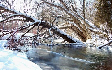 Free photo: Winter Creek - Bark, Reflection, White - Free Download - Jooinn