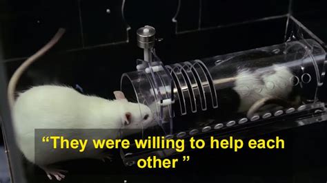 Scientists Conducted An Experiment To See How Much Rats Helped Their ...