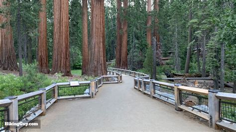 Hike Mariposa Grove Trail (Yosemite) (2020) - HikingGuy.com