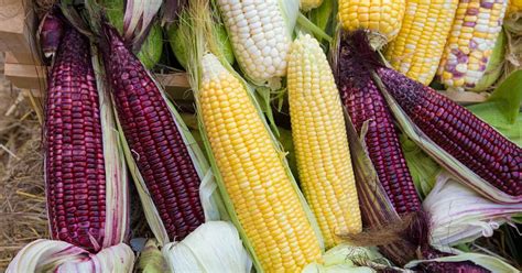 The Best 11 Varieties of Sweet Corn to Grow at Home