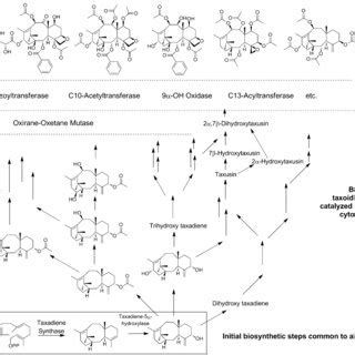 (PDF) Getting to the bottom of Taxol biosynthesis by fungi