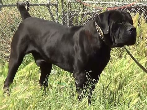 Black Boerboel Puppies For Sale In South Africa