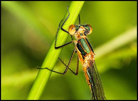 Damselfly | Exact species required please. Taken at RSPB Otm… | Flickr