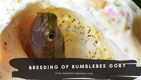 Bumblebee Goby Best Care Guide: Size, Tank, Food & All | 2024