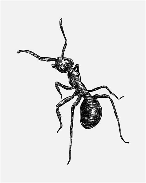 Hand Drawn Ant Illustration - Sketch, Realistic Drawing