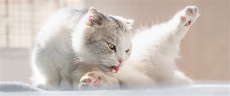 What Are Cat UTI Symptoms? | Four Paws